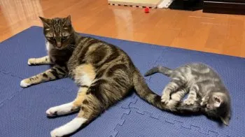 Joey 様のお迎えした子猫