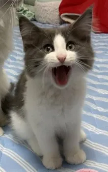 R.M 様のお迎えした子猫