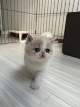 S.K 様のお迎えした子猫