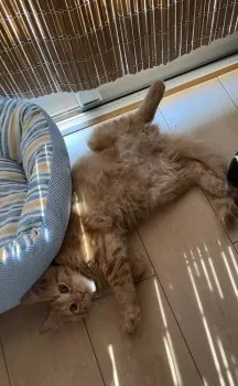 TS 様のお迎えした子猫