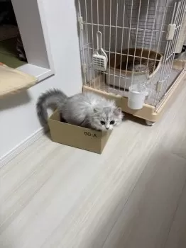 T.S 様のお迎えした子猫