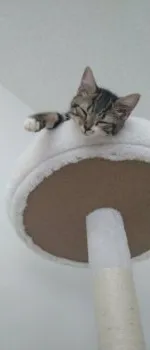 S 様のお迎えした子猫