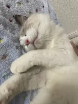 猫ちゃんサイコー♪ 様のお迎えした子猫
