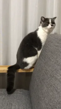 コウ 様のお迎えした子猫