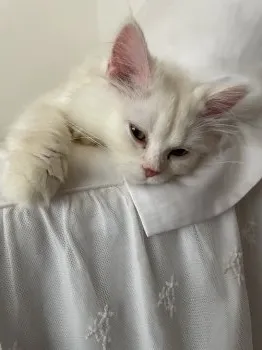 T.S 様のお迎えした子猫