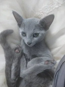 きたがわ 様のお迎えした子猫