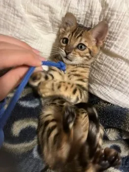 H.M 様のお迎えした子猫