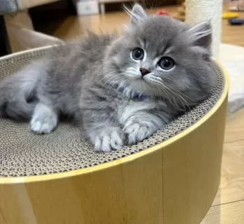 K 様のお迎えした子猫