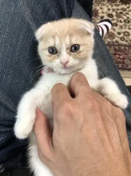 めんでー 様のお迎えした子猫