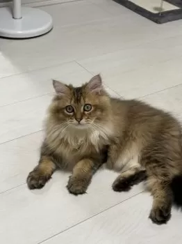 M.I 様のお迎えした子猫