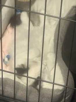 みっきー 様のお迎えした子猫