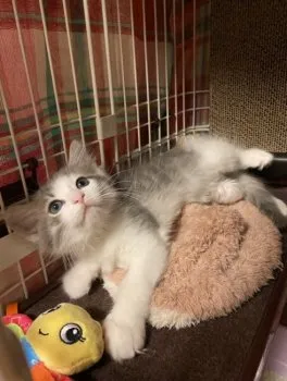 A.M 様のお迎えした子猫
