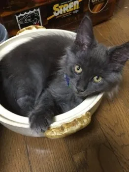ゆき 様のお迎えした子猫