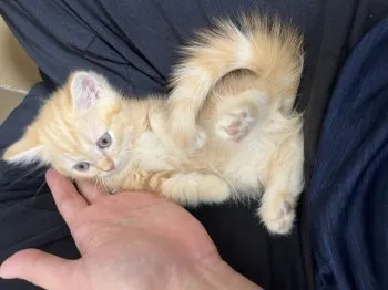 しん 様のお迎えした子猫