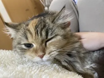 S.K 様のお迎えした子猫