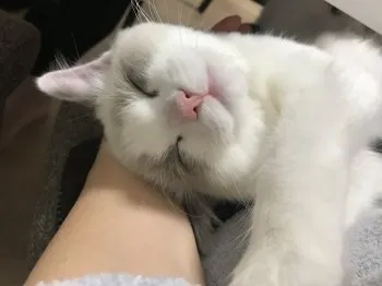 マロン 様のお迎えした子猫