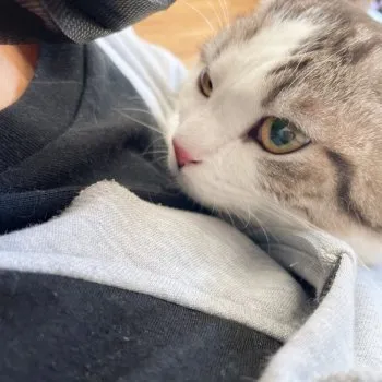 なお 様のお迎えした子猫