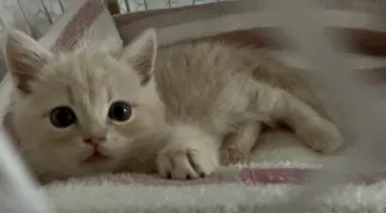こはく 様のお迎えした子猫