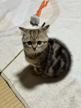 Y.O 様のお迎えした子猫