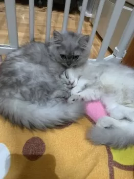 R.W 様のお迎えした子猫