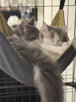 れにでお 様のお迎えした子猫