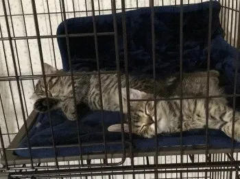mugi1030 様のお迎えした子猫