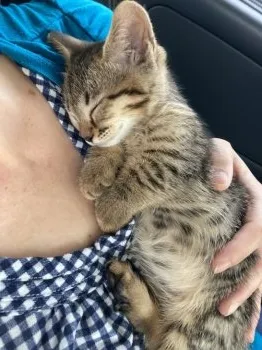 リッティ 様のお迎えした子猫