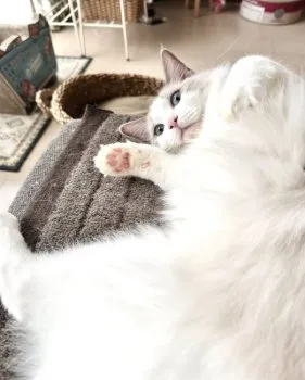 mare 様のお迎えした子猫