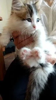 M.U 様のお迎えした子猫