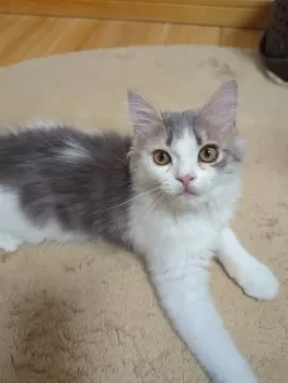 きなこ 様のお迎えした子猫