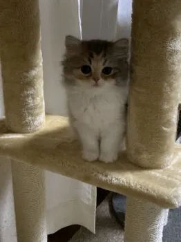 あんこ 様のお迎えした子猫