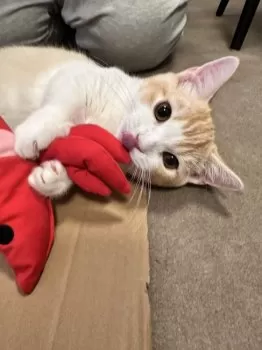 さくら 様のお迎えした子猫