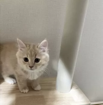Y.T 様のお迎えした子猫