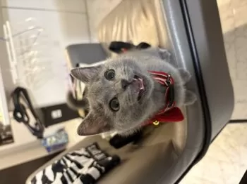 J.H 様のお迎えした子猫