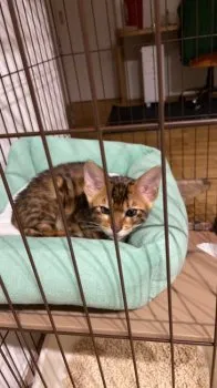 ピネ子 様のお迎えした子猫