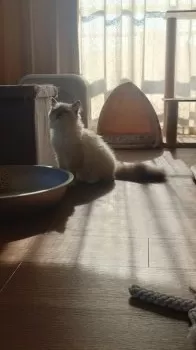 T 様のお迎えした子猫