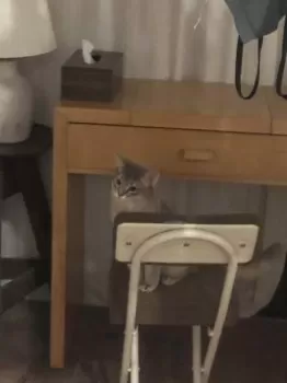 K.K 様のお迎えした子猫