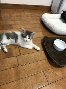エルまま 様のお迎えした子猫