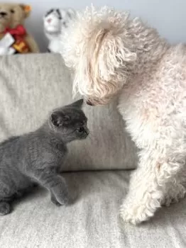 M.M 様のお迎えした子猫