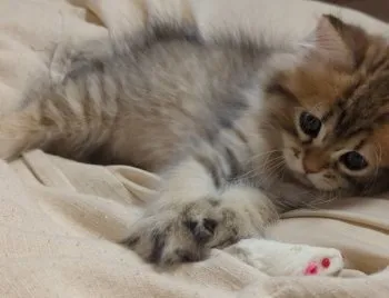 Mikko 様のお迎えした子猫