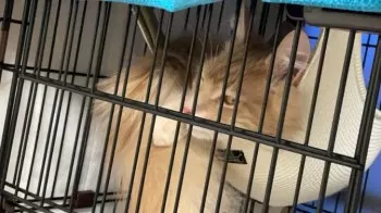 M.Y 様のお迎えした子猫