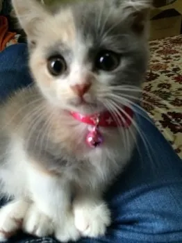 るなママ 様のお迎えした子猫