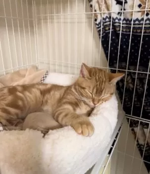 みわ 様のお迎えした子猫