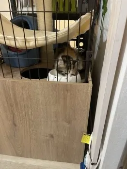 M.A 様のお迎えした子猫