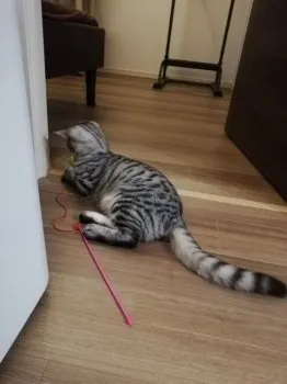 大悟郎 様のお迎えした子猫