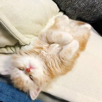 ちむぱぱ 様のお迎えした子猫