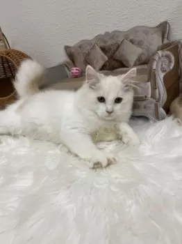 ヒメノ 様のお迎えした子猫