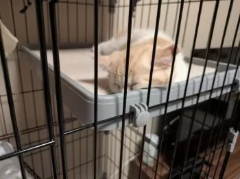 N.T 様のお迎えした子猫