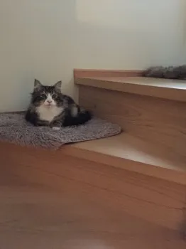 ririkoko 様のお迎えした子猫