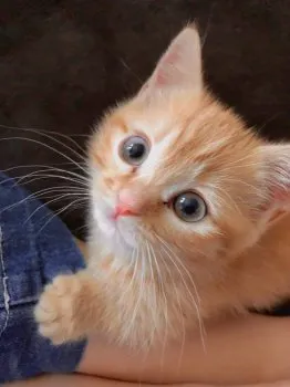 Sugi 様のお迎えした子猫